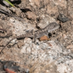 Amphibolurus muricatus (Jacky Lizard) at Tidbinbilla Nature Reserve - 27 Mar 2017 by SWishart