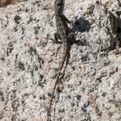 Amphibolurus muricatus at Paddys River, ACT - 27 Mar 2017