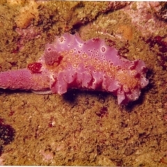 Ceratosoma brevicaudatum at Tathra, NSW - 1 Feb 2000 by Tathradiving