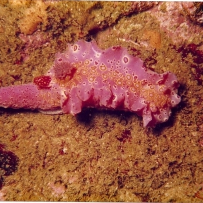 Ceratosoma brevicaudatum at Tathra, NSW - 2 Feb 2000 by Tathradiving