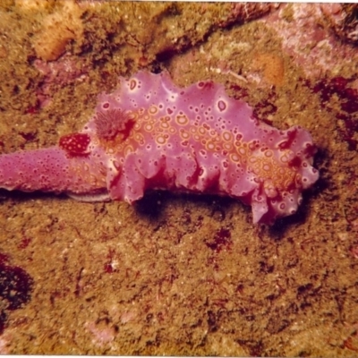 Ceratosoma brevicaudatum at Tathra, NSW - 1 Feb 2000 by Tathradiving