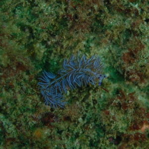 Pteraeolidia ianthina at Tathra, NSW - 26 Aug 2007