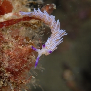 Pteraeolidia ianthina at Tathra, NSW - 26 Aug 2007