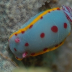 Hypselodoris bennetti (Hypselodoris bennetti) at Tathra, NSW - 22 Aug 2007 by Tathradiving