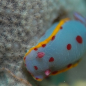 Hypselodoris bennetti at Tathra, NSW - 23 Aug 2007