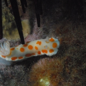 Goniobranchus tasmaniensis at Tathra, NSW - 1 Sep 2007 10:21 AM