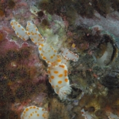 Goniobranchus tasmaniensis at Tathra, NSW - 1 Sep 2007