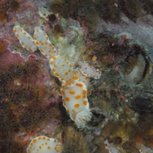 Goniobranchus tasmaniensis at Tathra, NSW - 1 Sep 2007