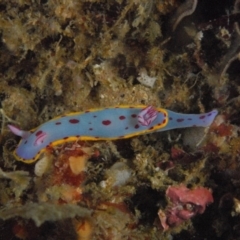 Hypselodoris bennetti (Hypselodoris bennetti) at Tathra, NSW - 1 Sep 2007 by Tathradiving