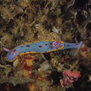 Hypselodoris bennetti at Tathra, NSW - 2 Sep 2007 09:21 AM