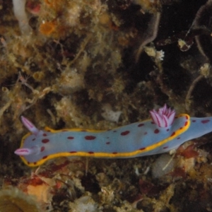 Hypselodoris bennetti at Tathra, NSW - 2 Sep 2007 09:21 AM