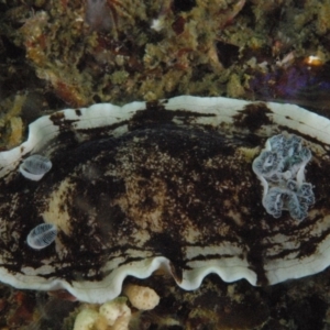 Aphelodoris varia at Tathra, NSW - 2 Sep 2007 09:32 AM