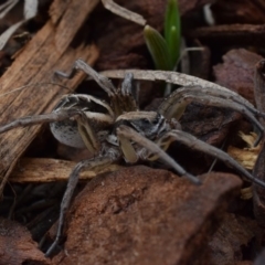 Tasmanicosa sp. (genus) (Unidentified Tasmanicosa wolf spider) at Narrabundah, ACT - 16 Mar 2017 by Cowgirlgem