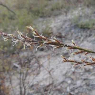 Lepidosperma laterale (Variable Sword Sedge) at Conder, ACT - 28 Mar 2017 by michaelb