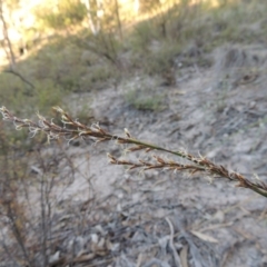 Lepidosperma laterale at Conder, ACT - 28 Mar 2017