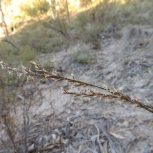 Lepidosperma laterale at Conder, ACT - 28 Mar 2017