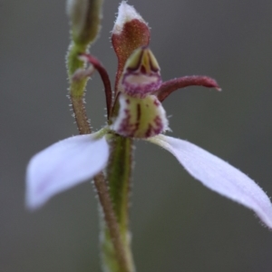 Eriochilus cucullatus at Canberra Central, ACT - 28 Mar 2017