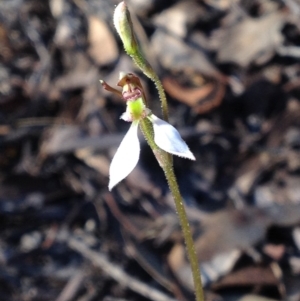 Eriochilus cucullatus at Canberra Central, ACT - 28 Mar 2017