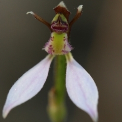 Eriochilus cucullatus at Canberra Central, ACT - 28 Mar 2017