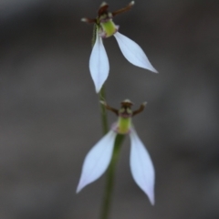 Eriochilus cucullatus at Canberra Central, ACT - 28 Mar 2017