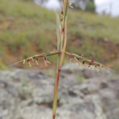 Cymbopogon refractus (Barbed-wire Grass) at Tennent, ACT - 27 Dec 2016 by michaelb