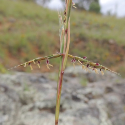 Cymbopogon refractus (Barbed-wire Grass) at Tennent, ACT - 27 Dec 2016 by MichaelBedingfield