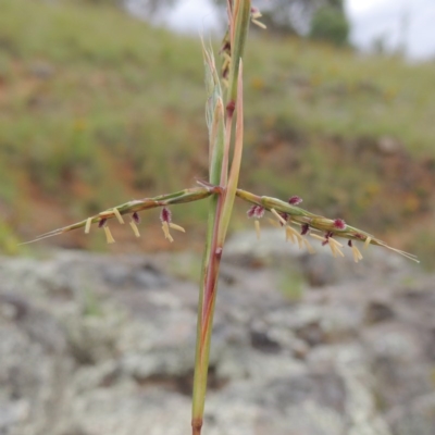 Cymbopogon refractus (Barbed-wire Grass) at Gigerline Nature Reserve - 27 Dec 2016 by michaelb