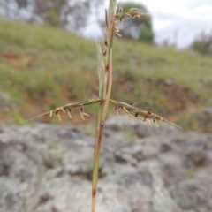 Cymbopogon refractus at Tennent, ACT - 27 Dec 2016