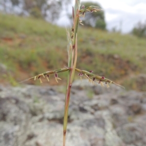 Cymbopogon refractus at Tennent, ACT - 27 Dec 2016