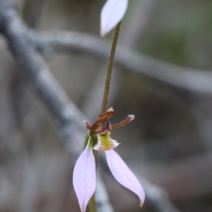 Eriochilus cucullatus at Acton, ACT - 29 Mar 2017