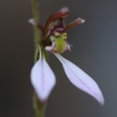 Eriochilus cucullatus at Acton, ACT - 29 Mar 2017