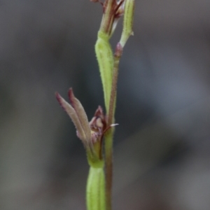 Eriochilus cucullatus at Acton, ACT - suppressed