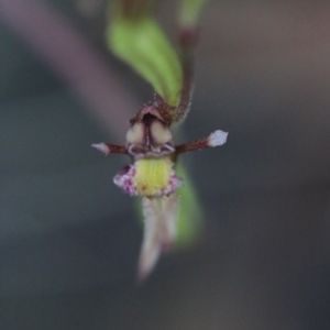 Eriochilus cucullatus at Acton, ACT - suppressed