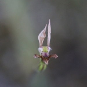 Eriochilus cucullatus at Acton, ACT - suppressed