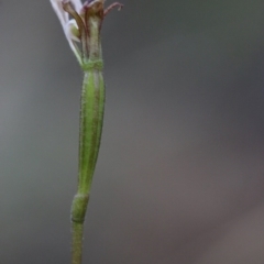 Eriochilus cucullatus at Acton, ACT - suppressed