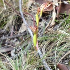 Eriochilus cucullatus at Acton, ACT - suppressed