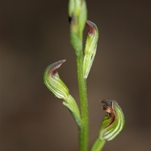 Speculantha rubescens at Point 5515 - suppressed