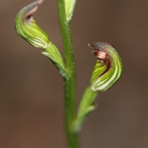 Speculantha rubescens at Point 5515 - suppressed