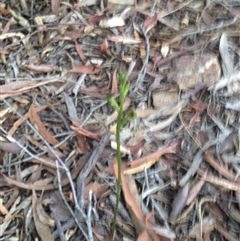 Speculantha rubescens at Point 5515 - suppressed