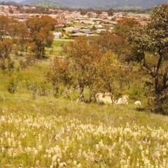 Stackhousia monogyna (Creamy Candles) at Tuggeranong Hill - 19 Sep 1998 by michaelb