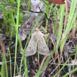 Helicoverpa punctigera at Fadden, ACT - 30 Oct 2016