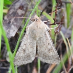 Helicoverpa punctigera at Fadden, ACT - 30 Oct 2016 09:36 AM