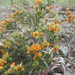 Pultenaea procumbens (Bush Pea) at Wanniassa Hill - 29 Oct 2016 by RyuCallaway