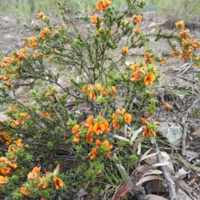 Pultenaea procumbens (Bush Pea) at Fadden, ACT - 29 Oct 2016 by RyuCallaway