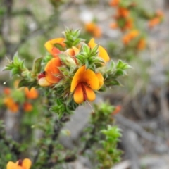 Pultenaea procumbens at Fadden, ACT - 30 Oct 2016