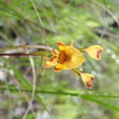 Diuris semilunulata (Late Leopard Orchid) at Fadden, ACT - 29 Oct 2016 by RyuCallaway