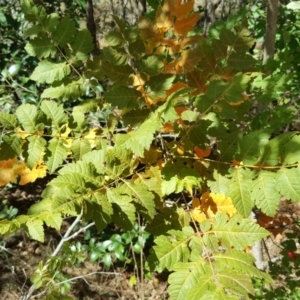 Koelreuteria paniculata at Isaacs, ACT - 31 Mar 2017