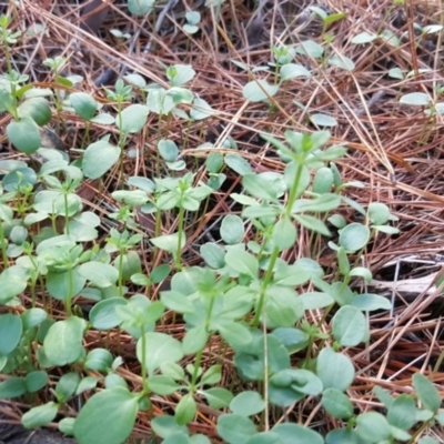 Galium aparine (Goosegrass, Cleavers) at Jerrabomberra, ACT - 31 Mar 2017 by Mike