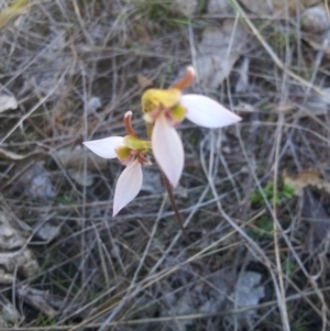 Eriochilus cucullatus at Kambah, ACT - 31 Mar 2017