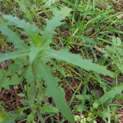 Senecio (genus) (A Fireweed) at Jerrabomberra, ACT - 31 Mar 2017 by Mike